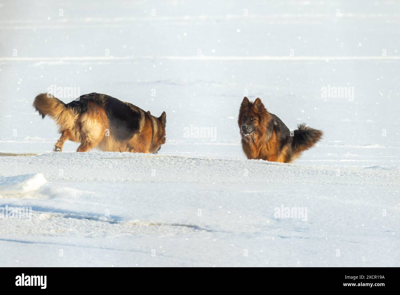 Deux chiens jouent dans la neige par une journée ensoleillée d'hiver. Berger allemand Banque D'Images