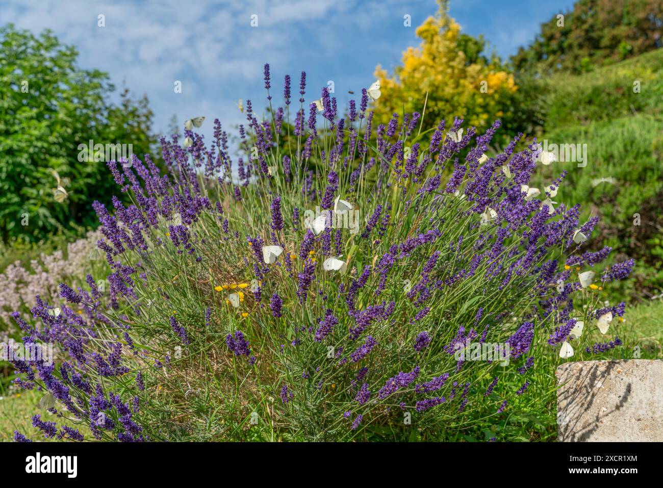 Paysage d'été ensoleillé montrant un buisson de lavande fleuri et beaucoup de papillons blancs de chou autour vu en Normandie, France Banque D'Images