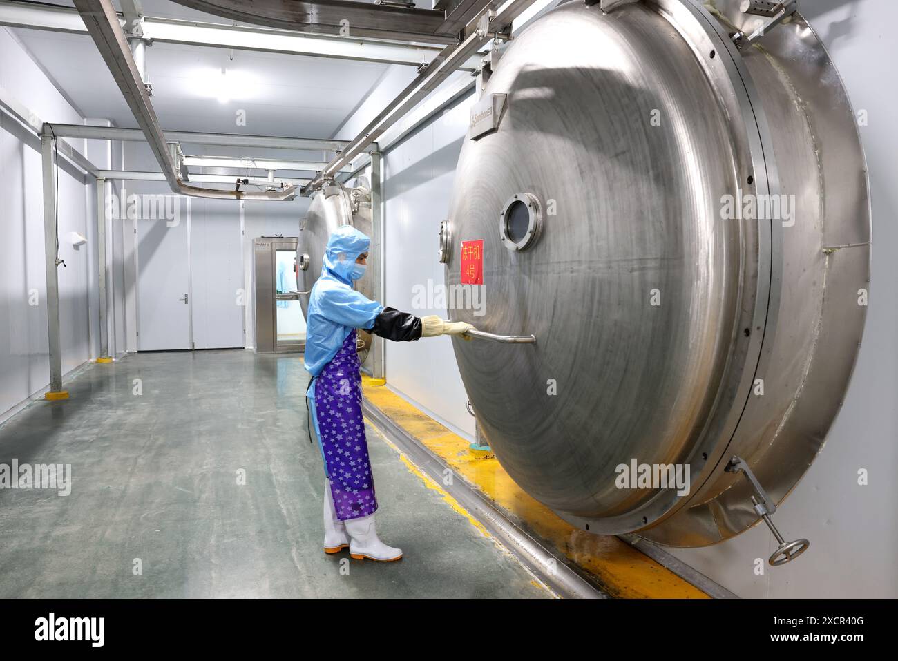 FUJIAN, CHINE - 17 JUIN 2024 - Un travailleur pousse la soupe tremella dans un équipement de lyophilisation pour le séchage sous vide dans le comté de Gutian, province de Fujian, Chin Banque D'Images