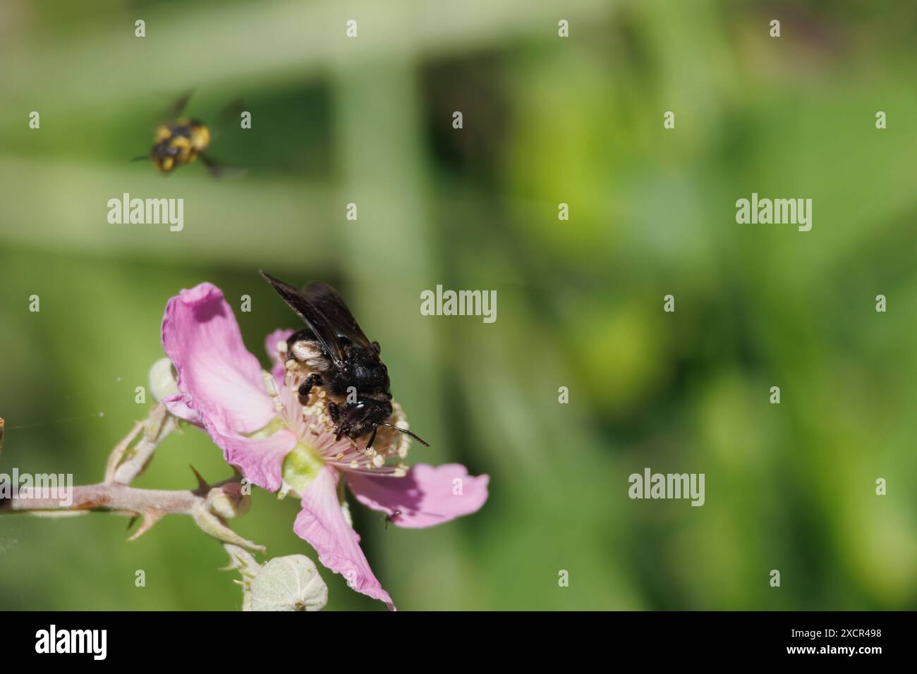 Abeille noire se nourrissant de fleur de mûre, Rubus ulmifolius, avec espace négatif, Alcoy, Espagne Banque D'Images