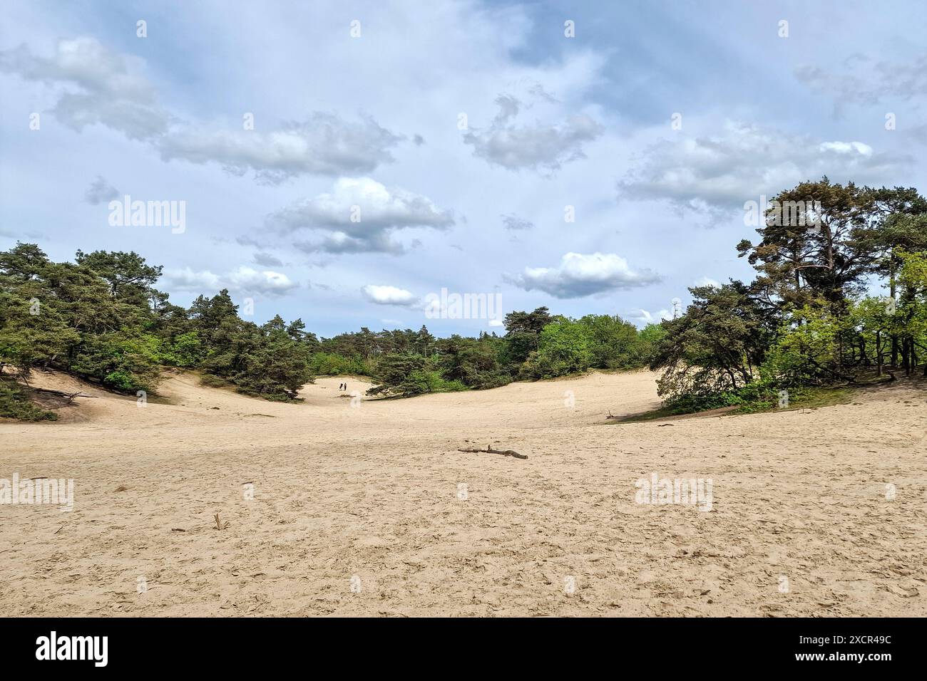 Petit sabre dans le parc national Loonse en Drunense Duinen, Brabant du Nord, pays-Bas Banque D'Images