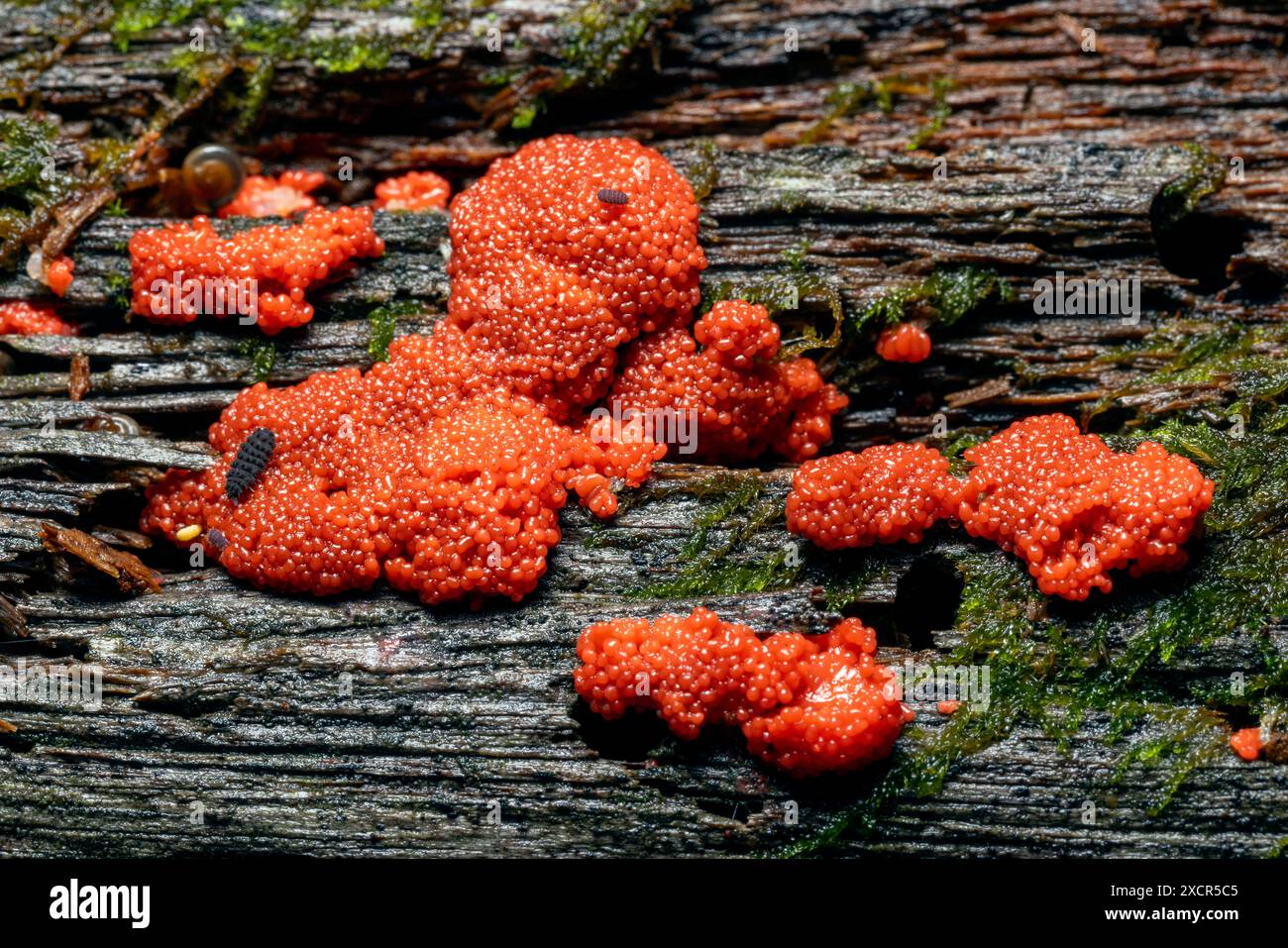 Tubifera ferruginosa, communément connu sous le nom de moisissure de framboise - Pisgah National Forest, Brevard, Caroline du Nord, États-Unis Banque D'Images