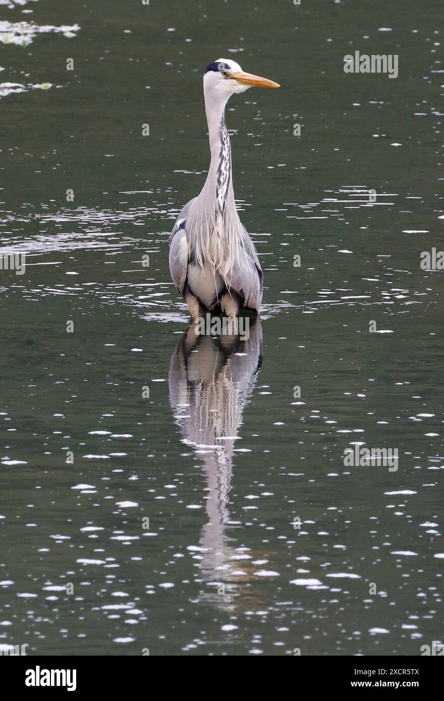 Cresselly , Royaume-Uni, 18 JUIN : Héron gris dans l'eau de la rivière Cresselly, Cresselly, Pembrokeshire - 18 juin 2024. Crédit : action Foto Sport/Alamy Live News Banque D'Images