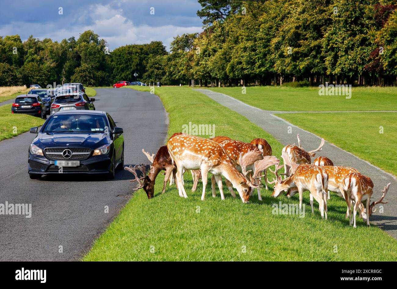 Les cerfs paissent à côté de la route dans le Phoenix Park de Dublin tandis que les voitures passent à côté du troupeau d'animaux sauvages. Irlande Banque D'Images