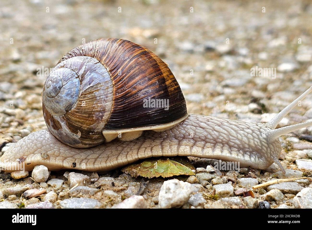 Wadern Themenfoto : Natur, Lebewesen, Tier, Schnecke, Weinbergschnecke, 16.06.2024 Nahaufnahme einer Weinbergschnecke Themenfoto : Natur, Lebewesen, Tier, Schnecke, Weinbergschnecke, 16.06.2024 *** Wadern thème photo nature, créature vivante, animal, escargot, escargot de vigne, 16 06 2024 gros plan d'un escargot de vigne thème photo nature, créature vivante, animal, escargot, escargot de vigne, 16 06 2024 Copyright : xAugstx/xEibner-Pressefotox EP jat Banque D'Images