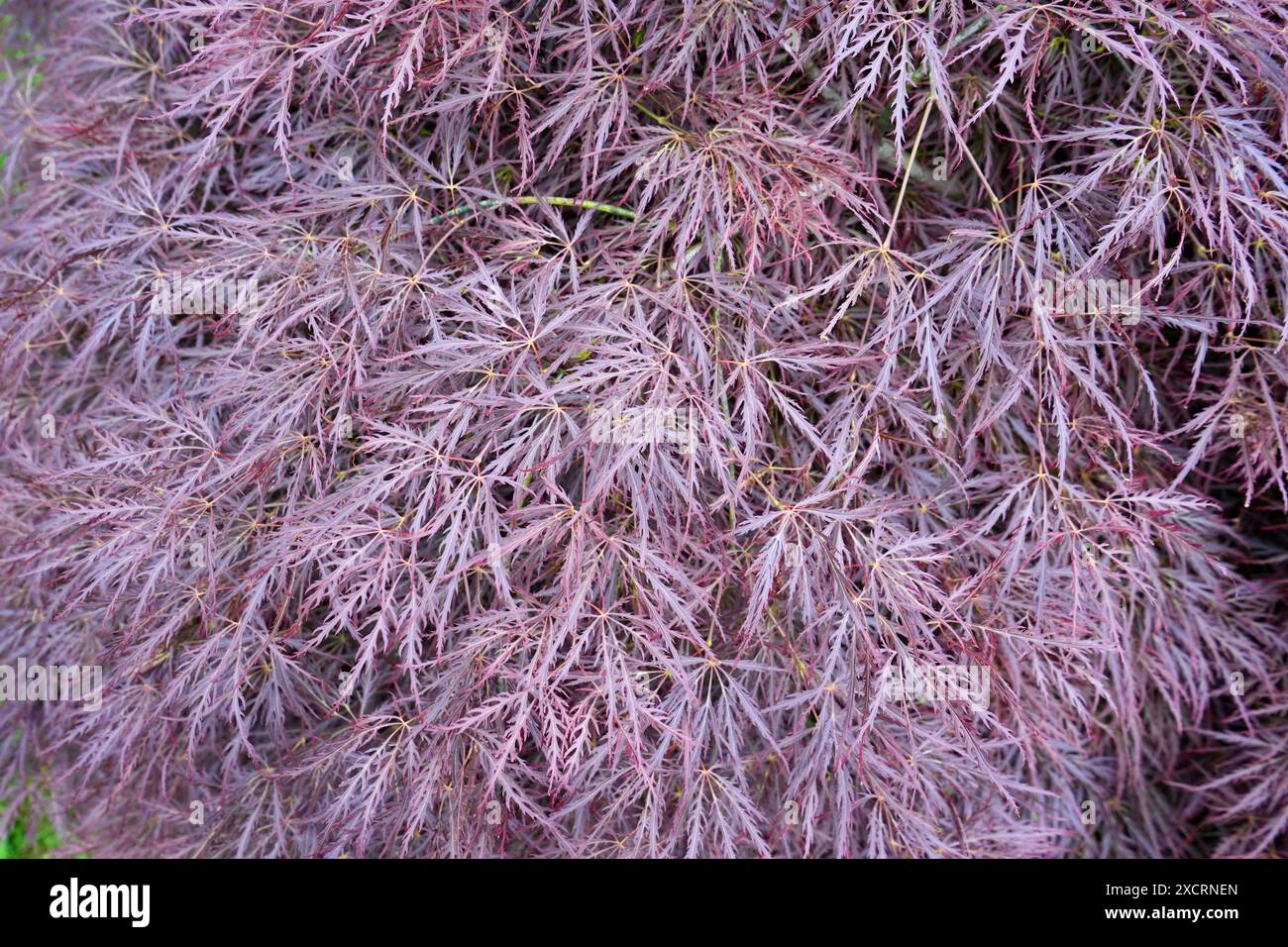 Belle plante Purple Japanese Maple. Banque D'Images