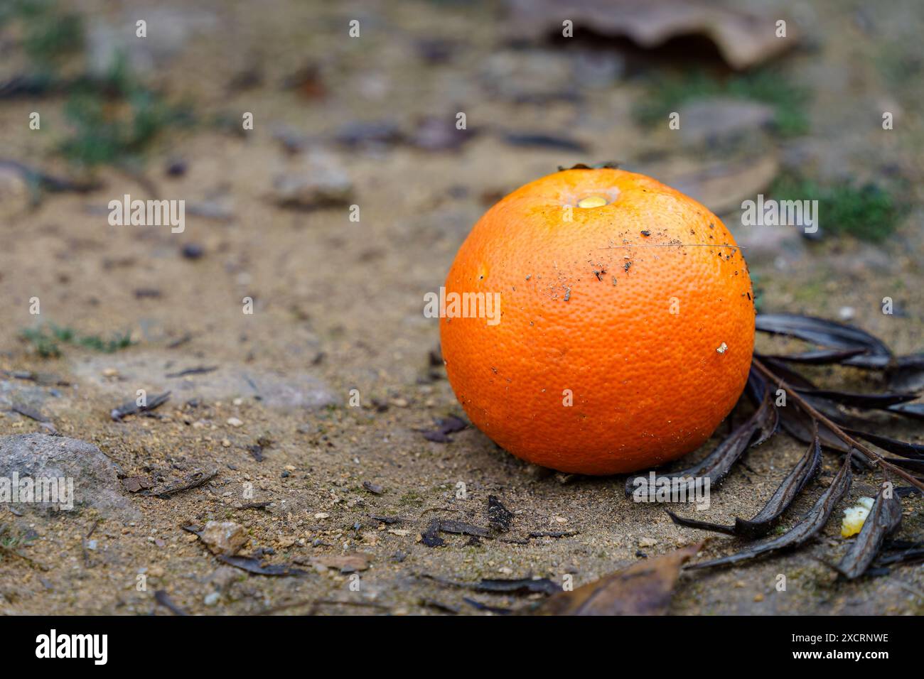 Fruits oranges tombés sur du sable à côté de feuilles mortes, gros plan Banque D'Images