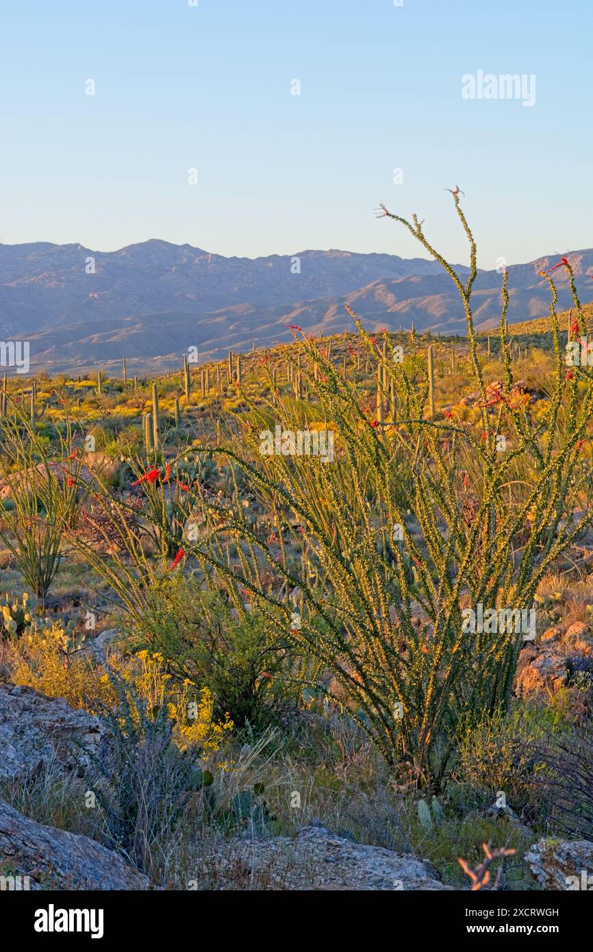 Ocotillo à flanc de colline dans la forêt de Saguaro illuminé par le soleil de fin d'après-midi avec les montagnes accidentées de Santa Catalina à l'horizon dans le parc national de Saguaro Banque D'Images