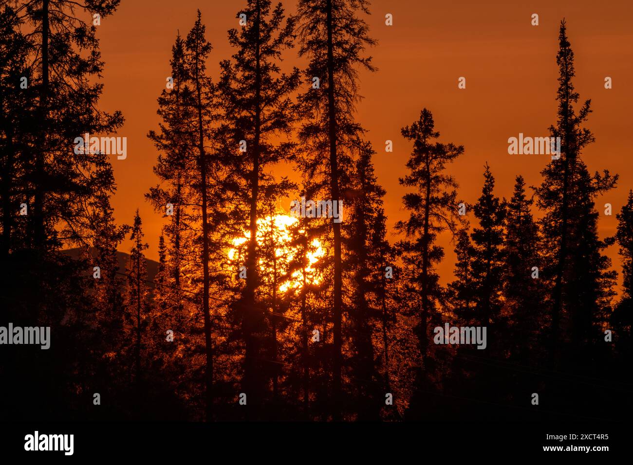 Le soleil brillant, jaune et orange se couche sur la silhouette sombre de la forêt boréale dans le nord du Canada au printemps. Grand fond naturel. Banque D'Images