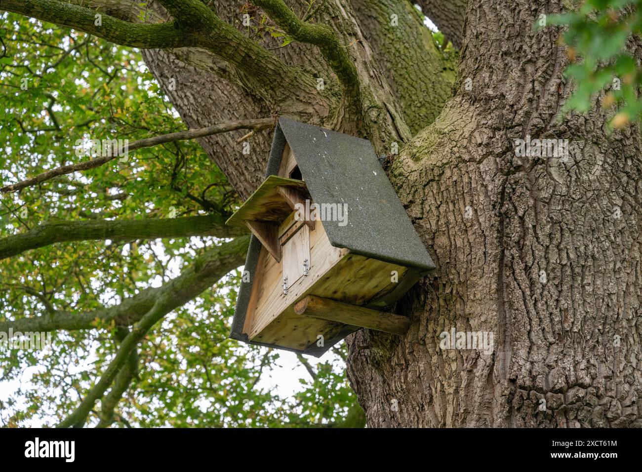 Boîte de nid de chouettes ancienne et usagée haute dans un chêne sur une réserve naturelle. Banque D'Images