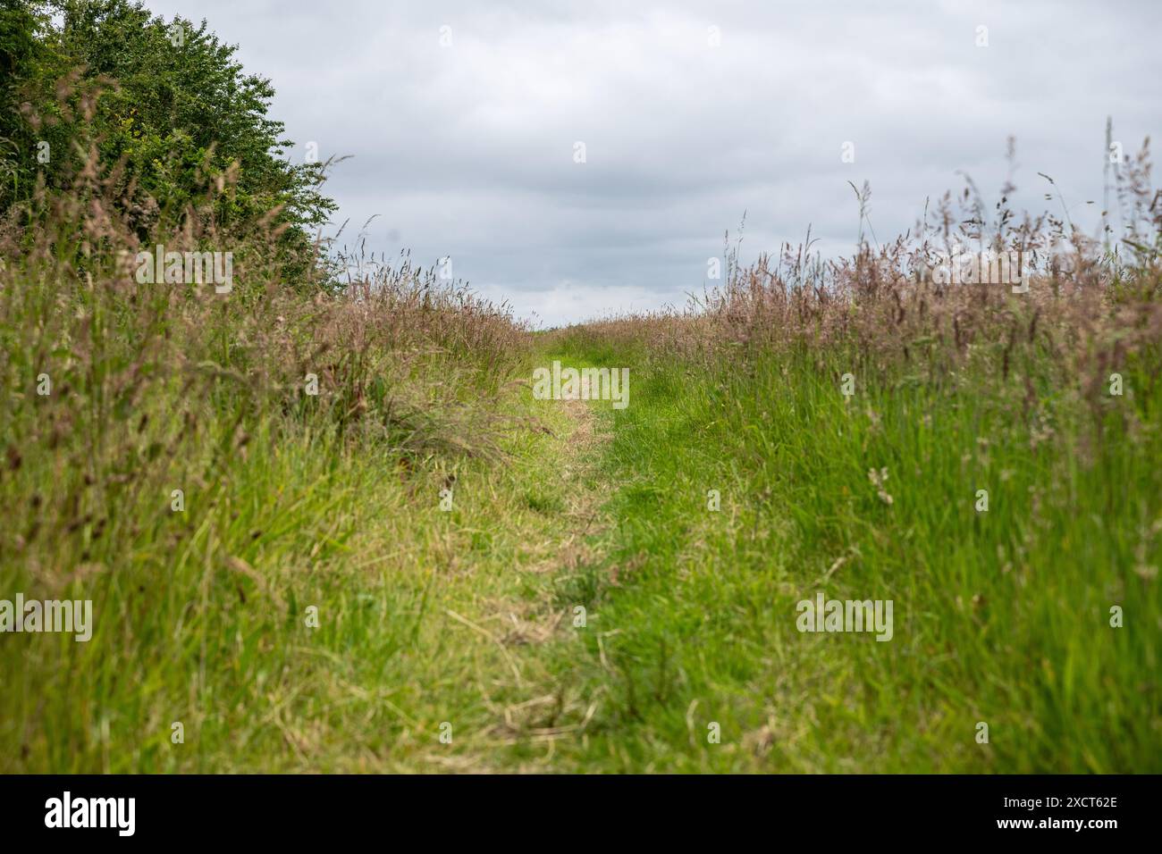 Un chemin fauché à travers des herbes mélangées et des fleurs sauvages le long du bord d'un champ au milieu de l'été. Banque D'Images