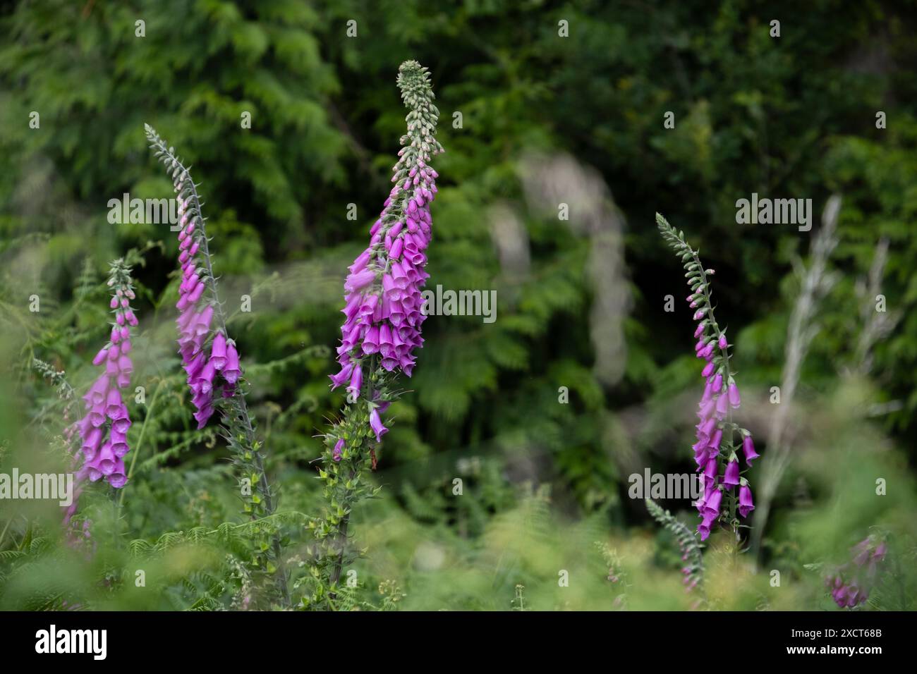 Une collection de grandes fleurs violettes Foxglove à l'état sauvage dans les bois, Warwickshire, Angleterre. Banque D'Images