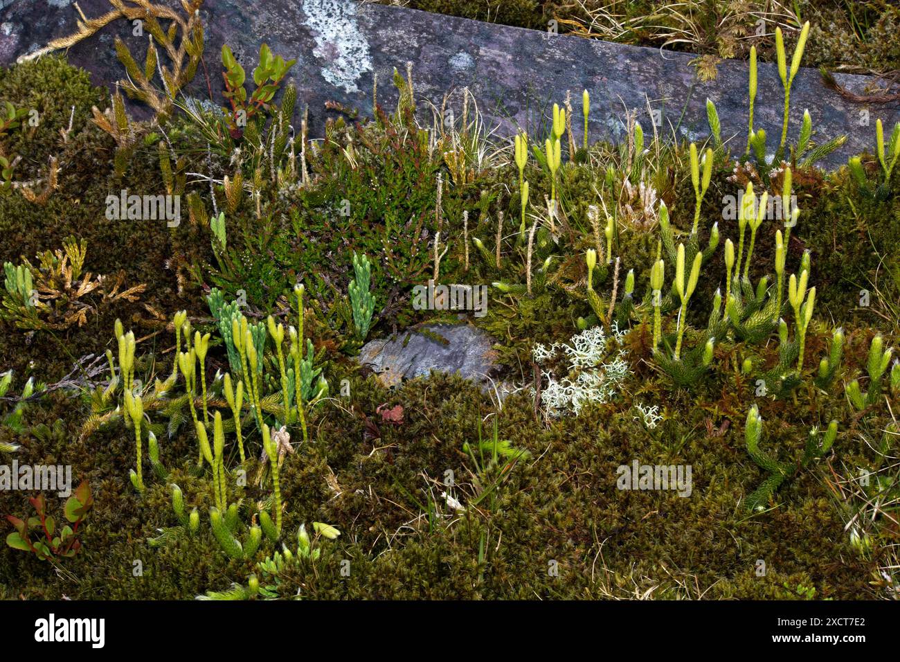 Ici, les espèces Lycopodium clavatum et Diphasiastrum alpinum poussent ensemble sur une montagne de Snowdonia. Banque D'Images