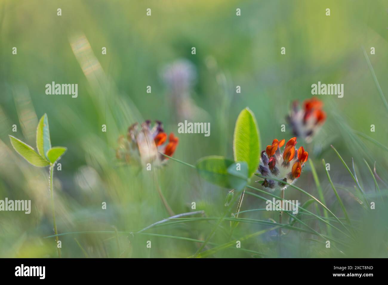 Vesces de rein (Anthyllis Vulneraria var. coccinée). Fleurs sauvages sur la prairie. Plante médicinale sauvage. Banque D'Images