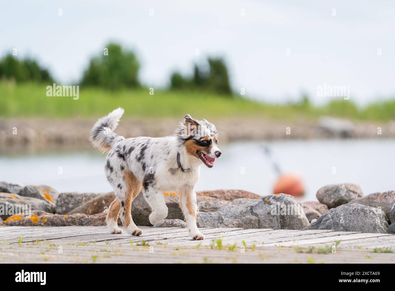 Chien berger australien merle bleu ludique en été. Heureux chiot australien courant sur le quai du port. Banque D'Images