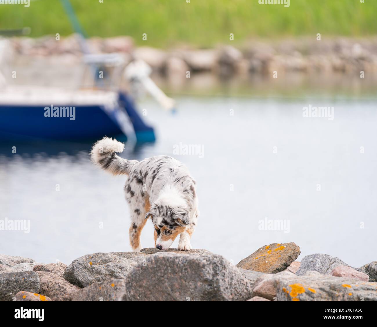 Chien berger australien merle bleu ludique en été. Heureux chiot australien courant sur le quai du port. Banque D'Images