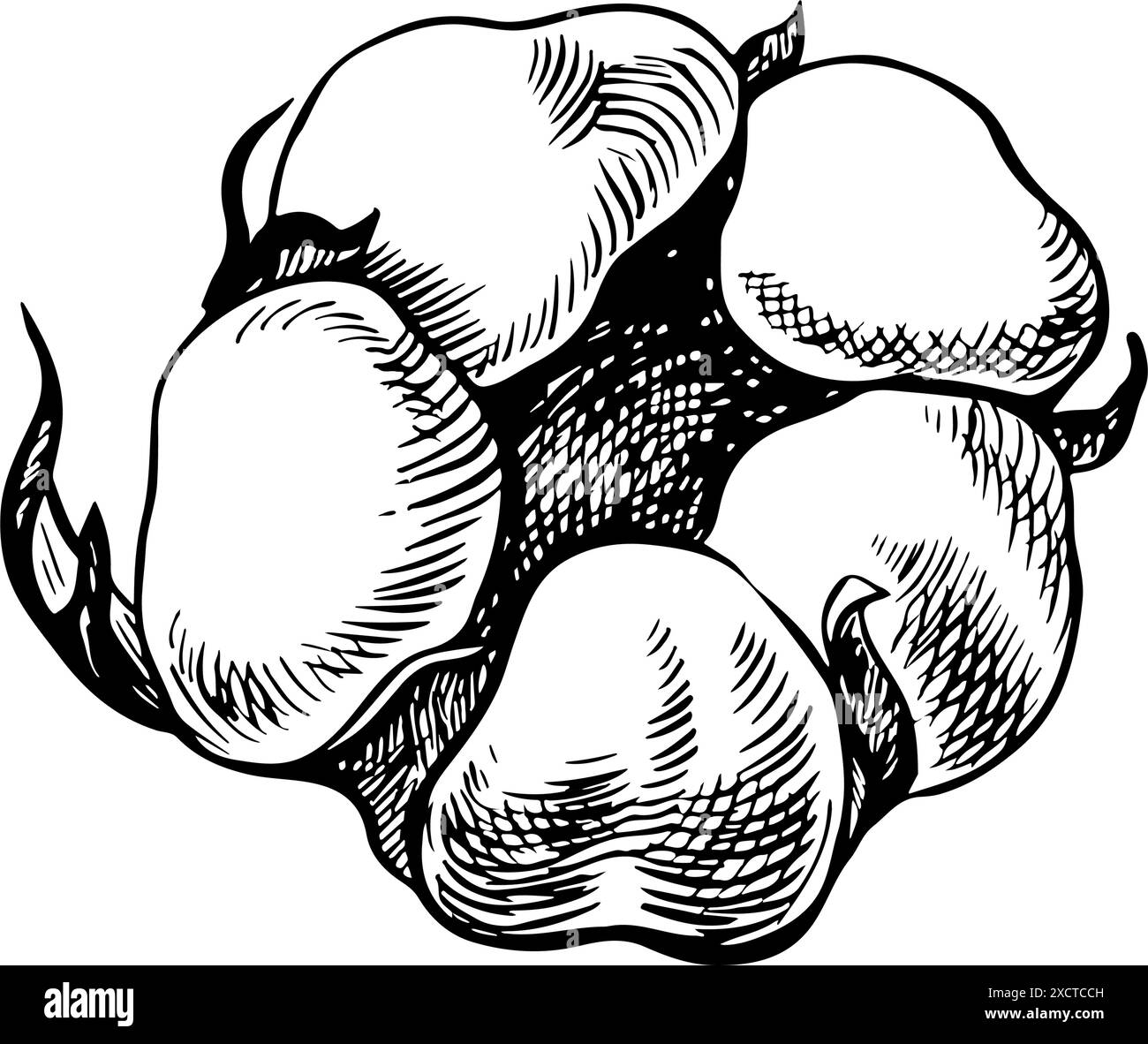 Le coton est biologique. Noir et blanc détail, graphique, illustration vectorielle sous la forme d'une boîte de coton, soulignant les caractéristiques botaniques. Un dessin à la main Illustration de Vecteur