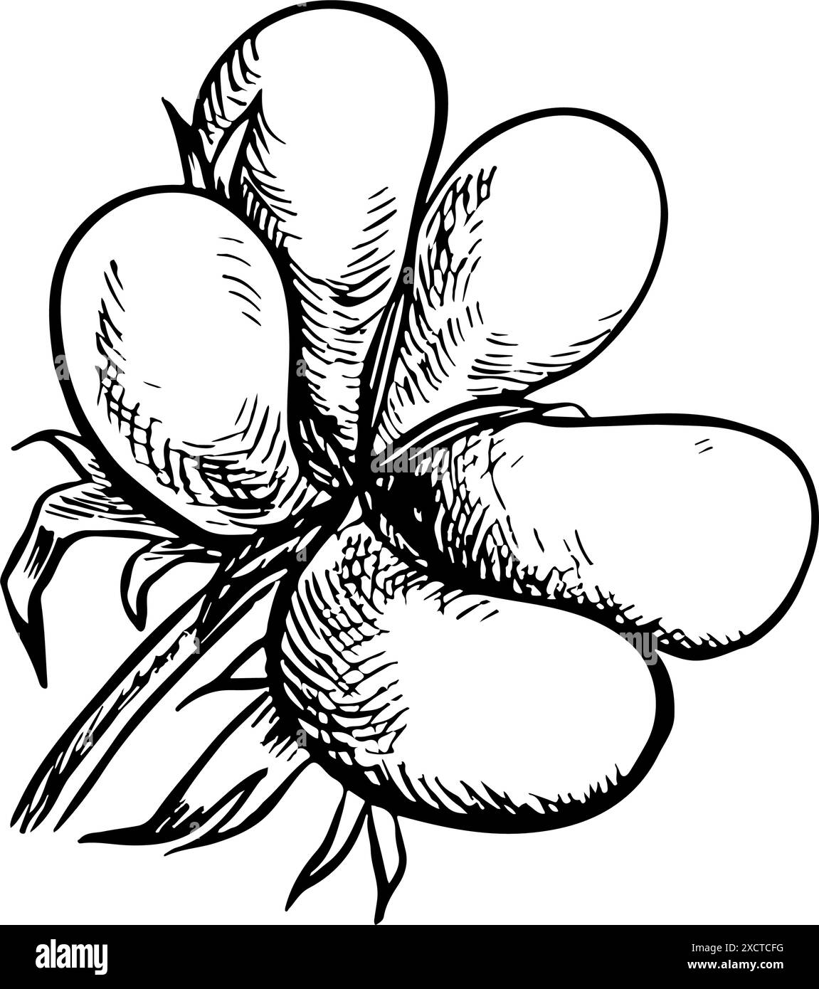 Le coton est biologique. Une illustration vectorielle graphique en noir et blanc sous la forme d'une boîte de fleurs avec du coton mature, soulignant la caractéristique botanique Illustration de Vecteur
