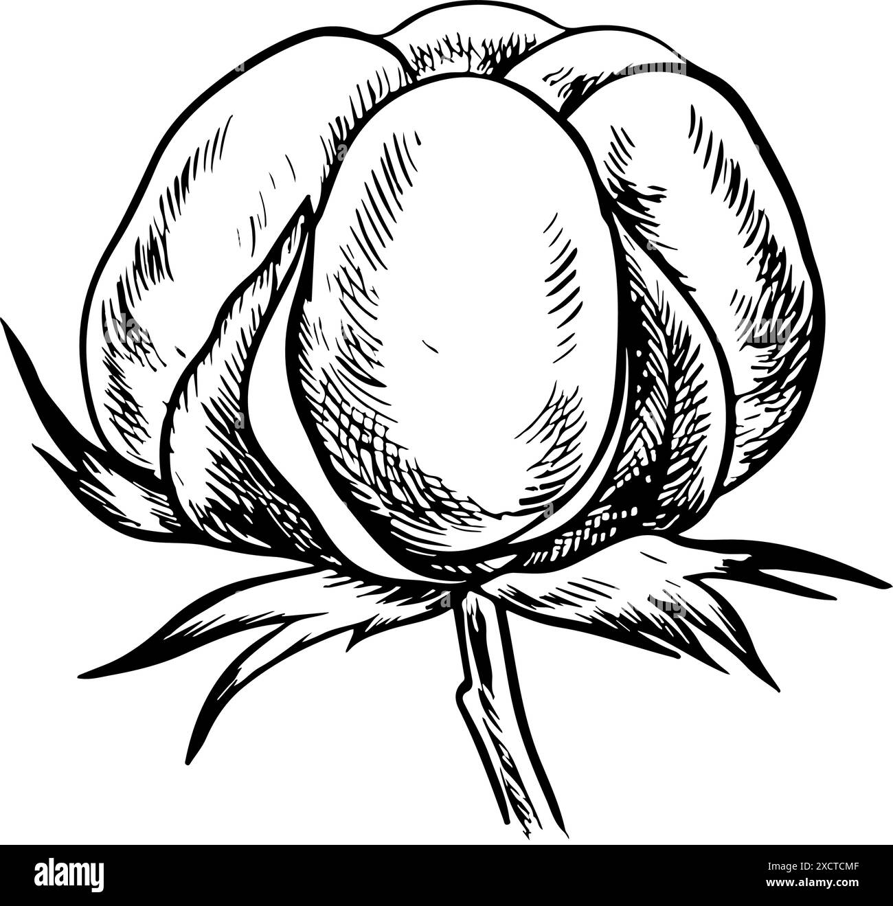 Le coton est biologique. Noir et blanc détail, graphique, illustration vectorielle sous la forme d'une boîte de coton, soulignant les caractéristiques botaniques. Un dessin à la main Illustration de Vecteur