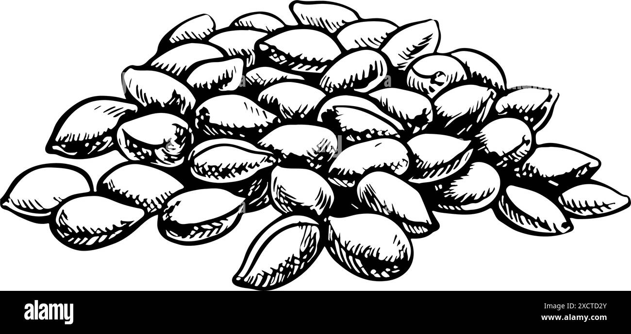 Graines de coton. Une illustration vectorielle graphique détaillée en noir et blanc sous la forme d'une poignée de graines, mettant l'accent sur les caractéristiques botaniques. Isoler, ha Illustration de Vecteur