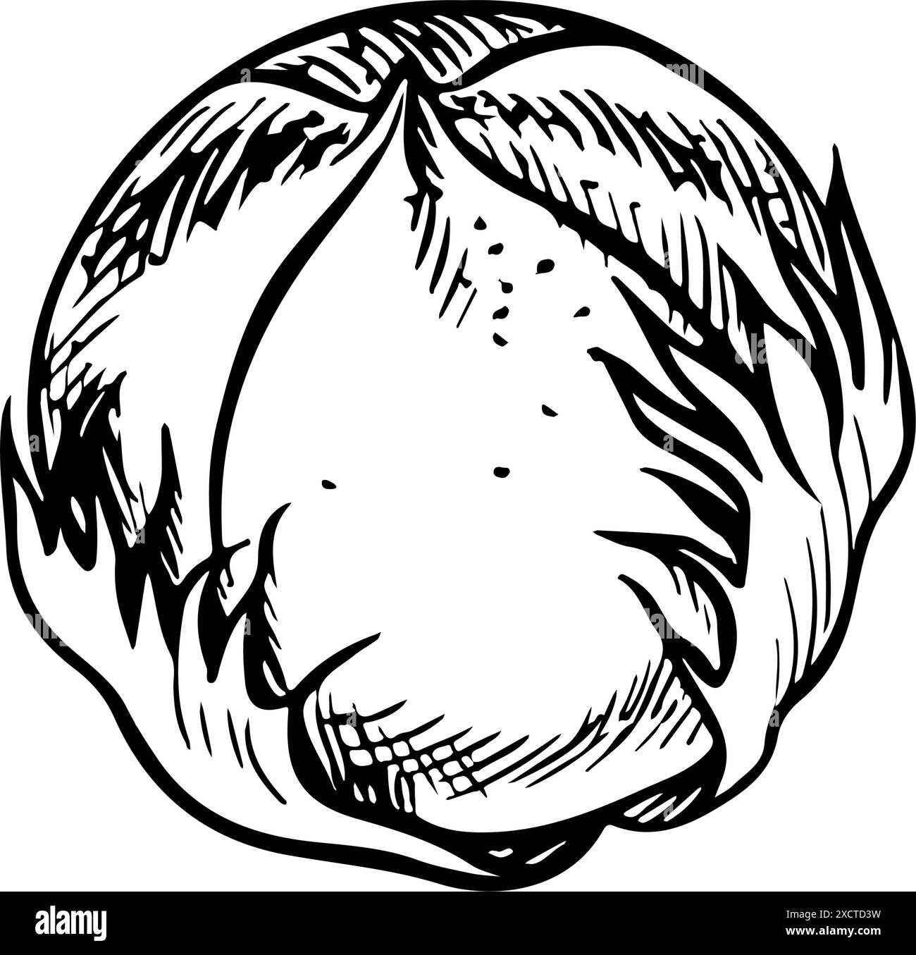 Le coton est biologique. Coton non mûr, non ouvert. Noir et blanc, graphique, illustration vectorielle sous la forme d'une boîte de coton, soulignant la featu botanique Illustration de Vecteur