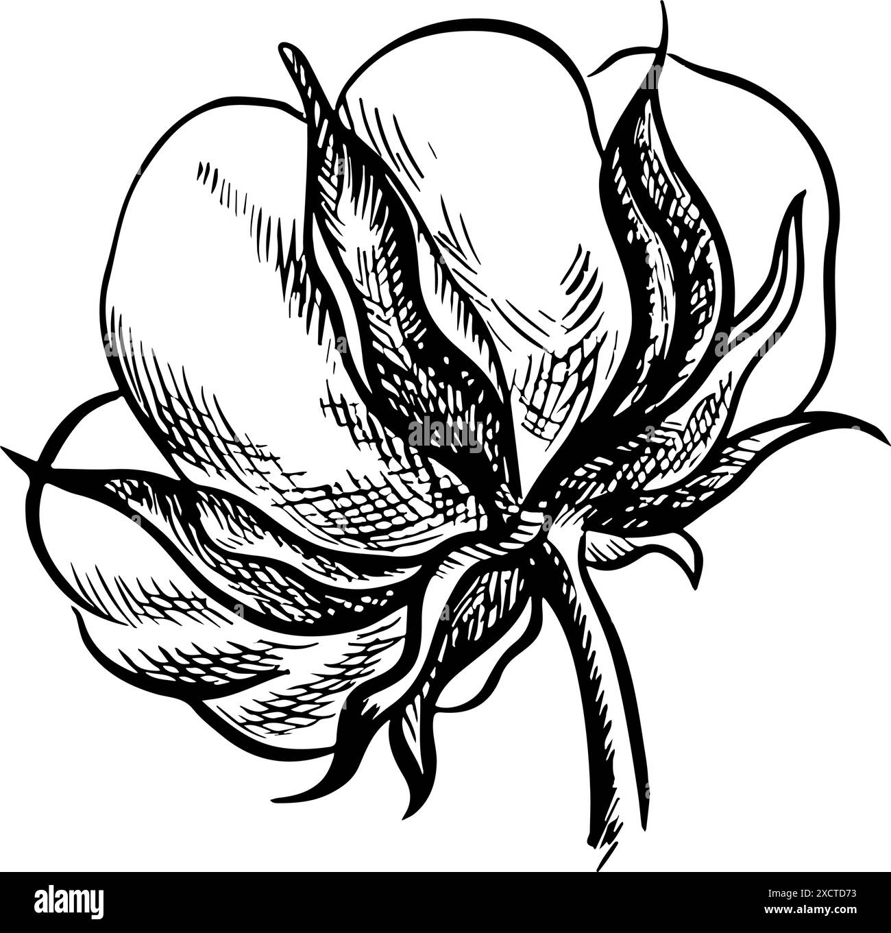 Le coton est biologique. Noir et blanc détail, graphique, illustration vectorielle sous la forme d'une boîte de coton, soulignant les caractéristiques botaniques. Un dessin à la main Illustration de Vecteur