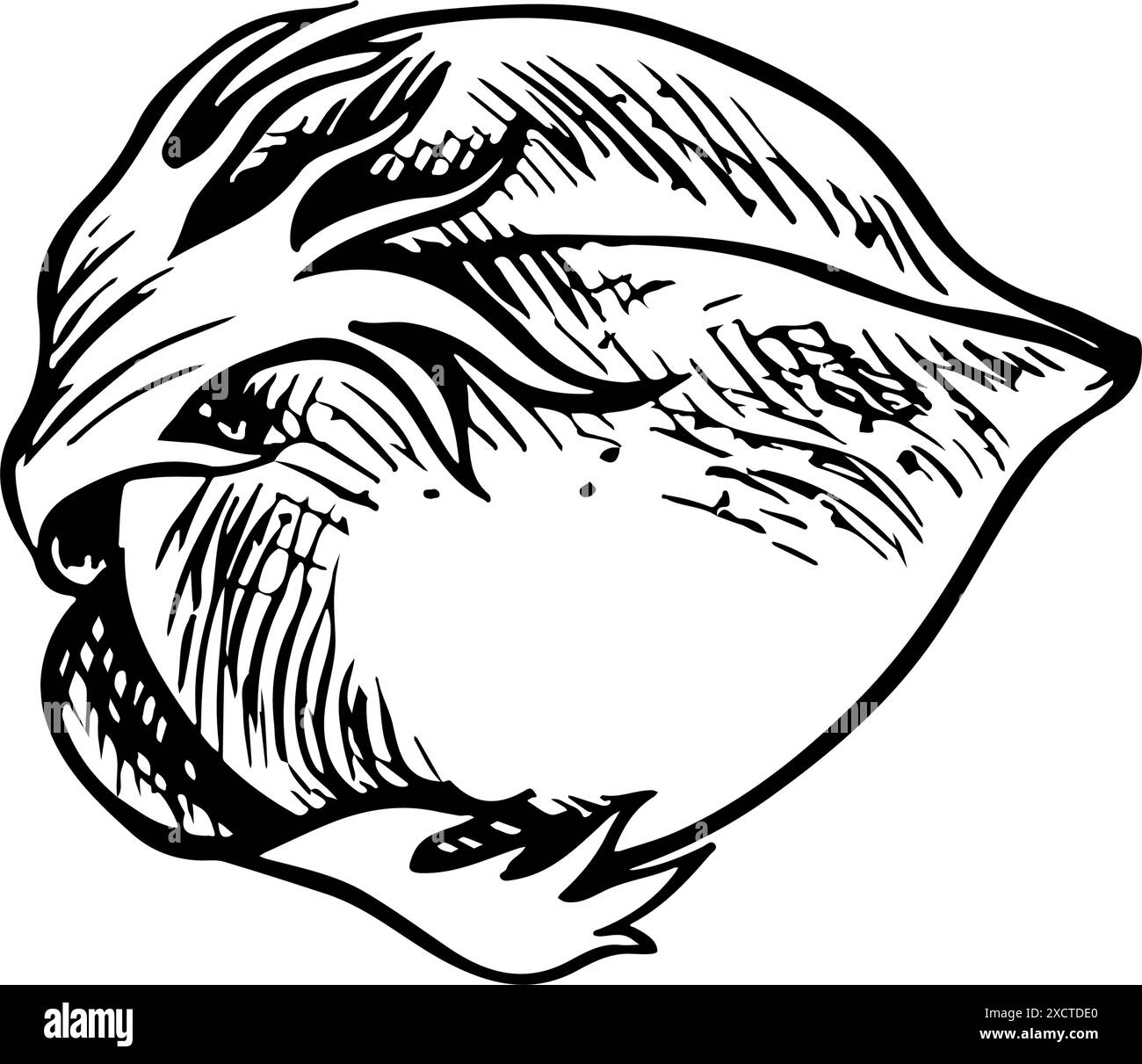 Le coton est biologique. Coton non mûr, non ouvert. Noir et blanc, graphique, illustration vectorielle sous la forme d'une boîte de coton, soulignant la featu botanique Illustration de Vecteur