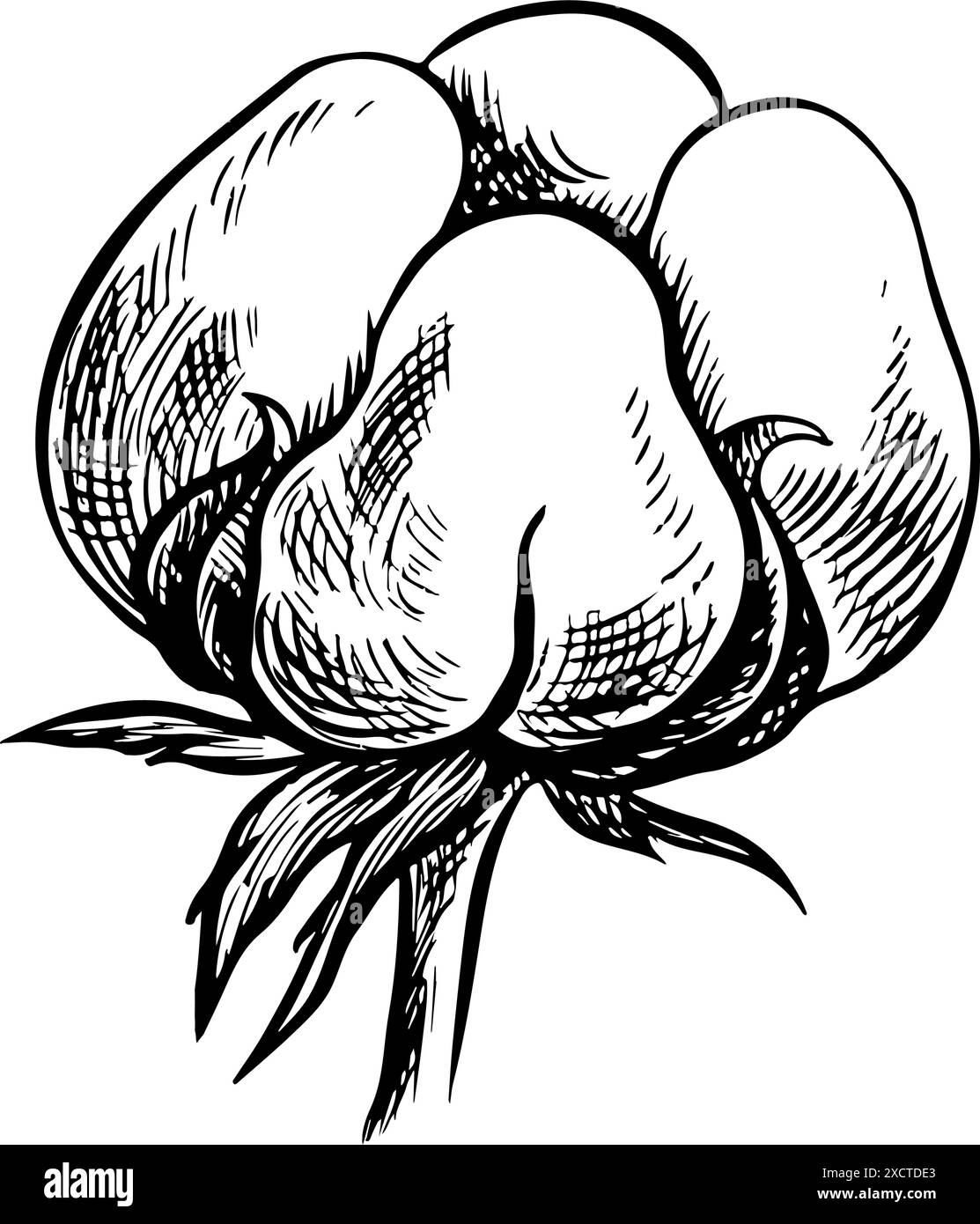 Le coton est biologique. Noir et blanc détail, graphique, illustration vectorielle sous la forme d'une boîte de coton, soulignant les caractéristiques botaniques. Un dessin à la main Illustration de Vecteur