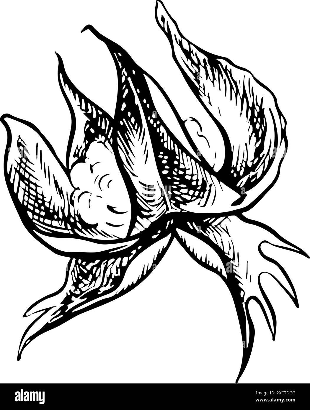 Le coton est biologique. Noir et blanc, détaillé, graphique, illustration vectorielle sous la forme d'une boîte de coton vide, soulignant les caractéristiques botaniques. ISO Illustration de Vecteur