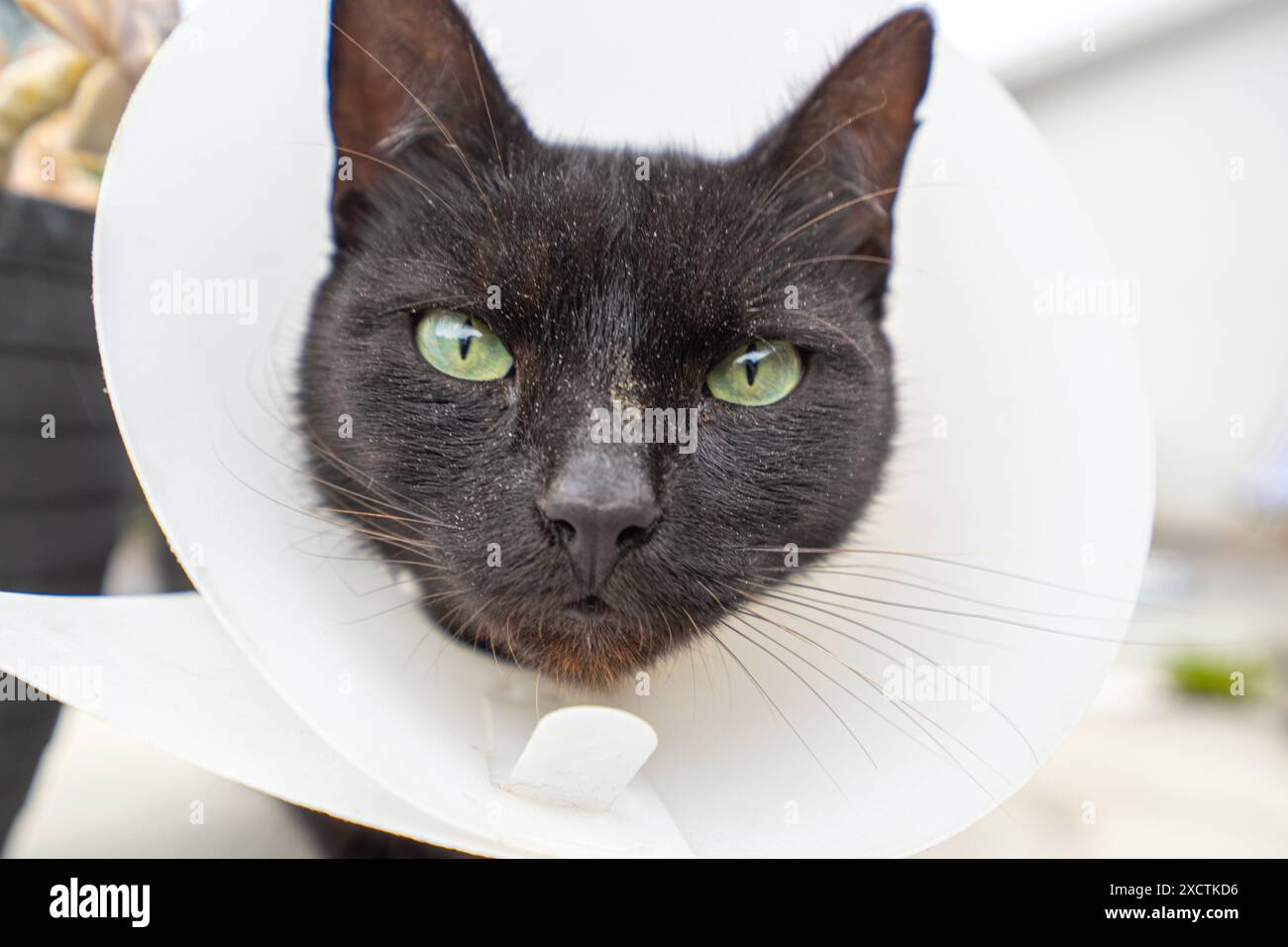 Tête de chat noire avec collier de protection blanc. Banque D'Images