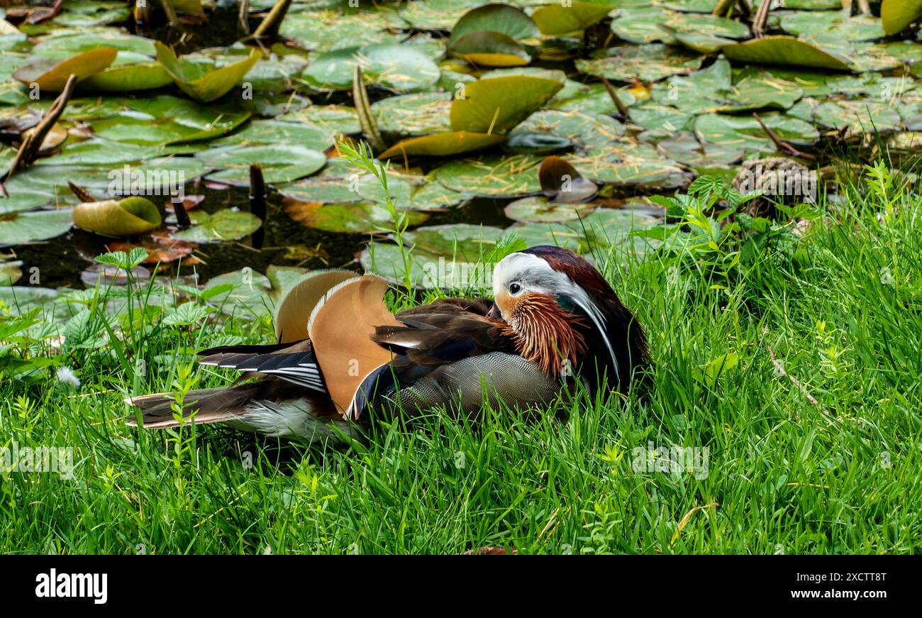 Canard mandarin reposant au bord d'un étang avec Lily Pads Banque D'Images