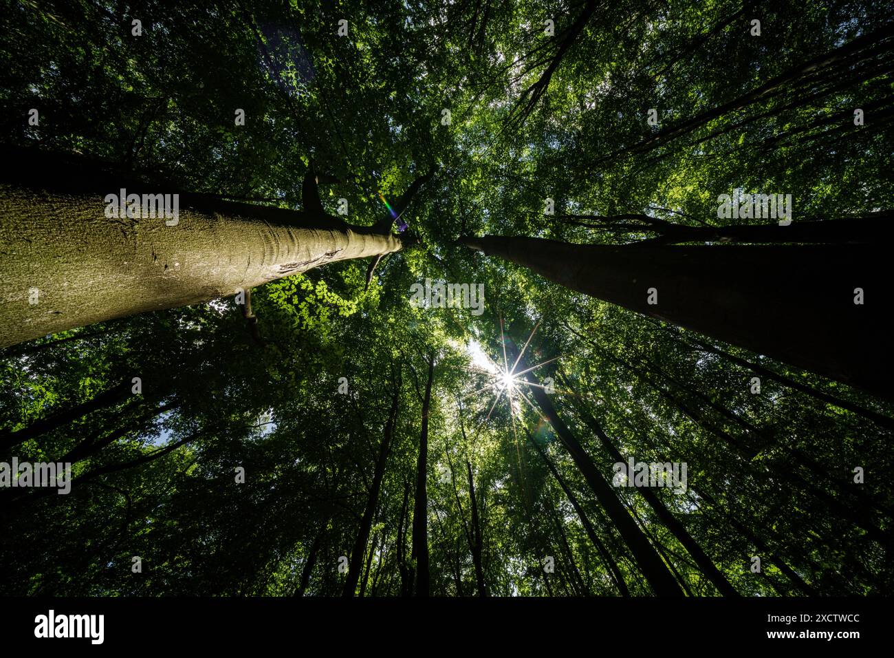 La lumière du soleil filtre doucement à travers les grands arbres dans une forêt dense, créant une atmosphère magique et enchanteresse Banque D'Images