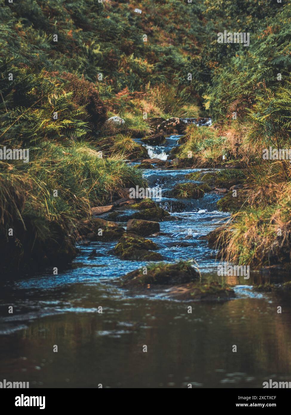 Debout dans le ruisseau en marchant dans le Peak District, Three Shires Head. Banque D'Images