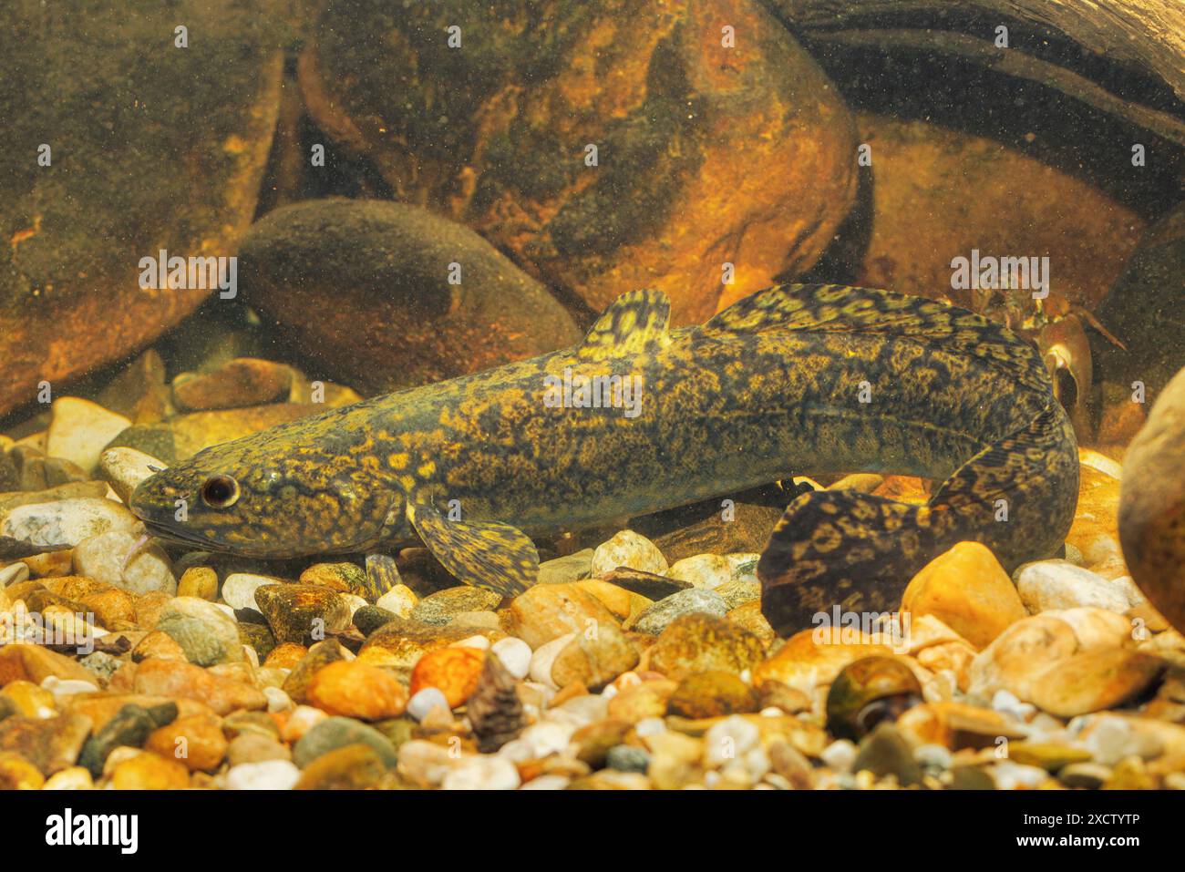 burbot, bubbot, mariah, oche, cusk, morue d'eau douce, lingue d'eau douce, cusk d'eau douce, l'avocat, coney-fish, lingcod, eelpout (Lota lota), couchée sur g Banque D'Images