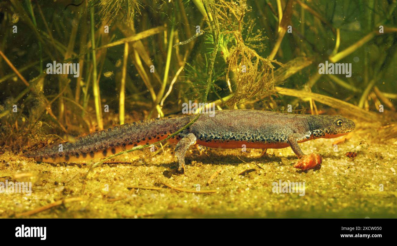 Triton alpin (Triturus alpestris, Ichthyosaura alpestris, Mesotriton alpestris), femelle de couleur frai au fond de l'étang, Allemagne Banque D'Images