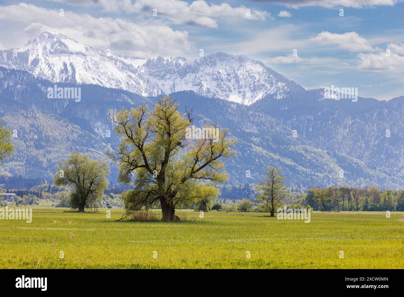 Saule blanc (Salix alba), devant un panorama alpin enneigé au printemps, Allemagne, Bavière, Grabenstaetter Moos Banque D'Images