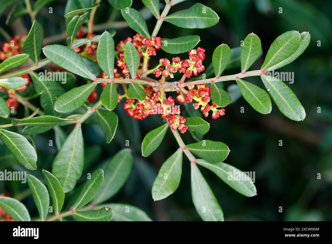 Mastic, arbre à mastic (Pistacia lentiscus, terebinthus lentiscus), floraison, Croatie Banque D'Images