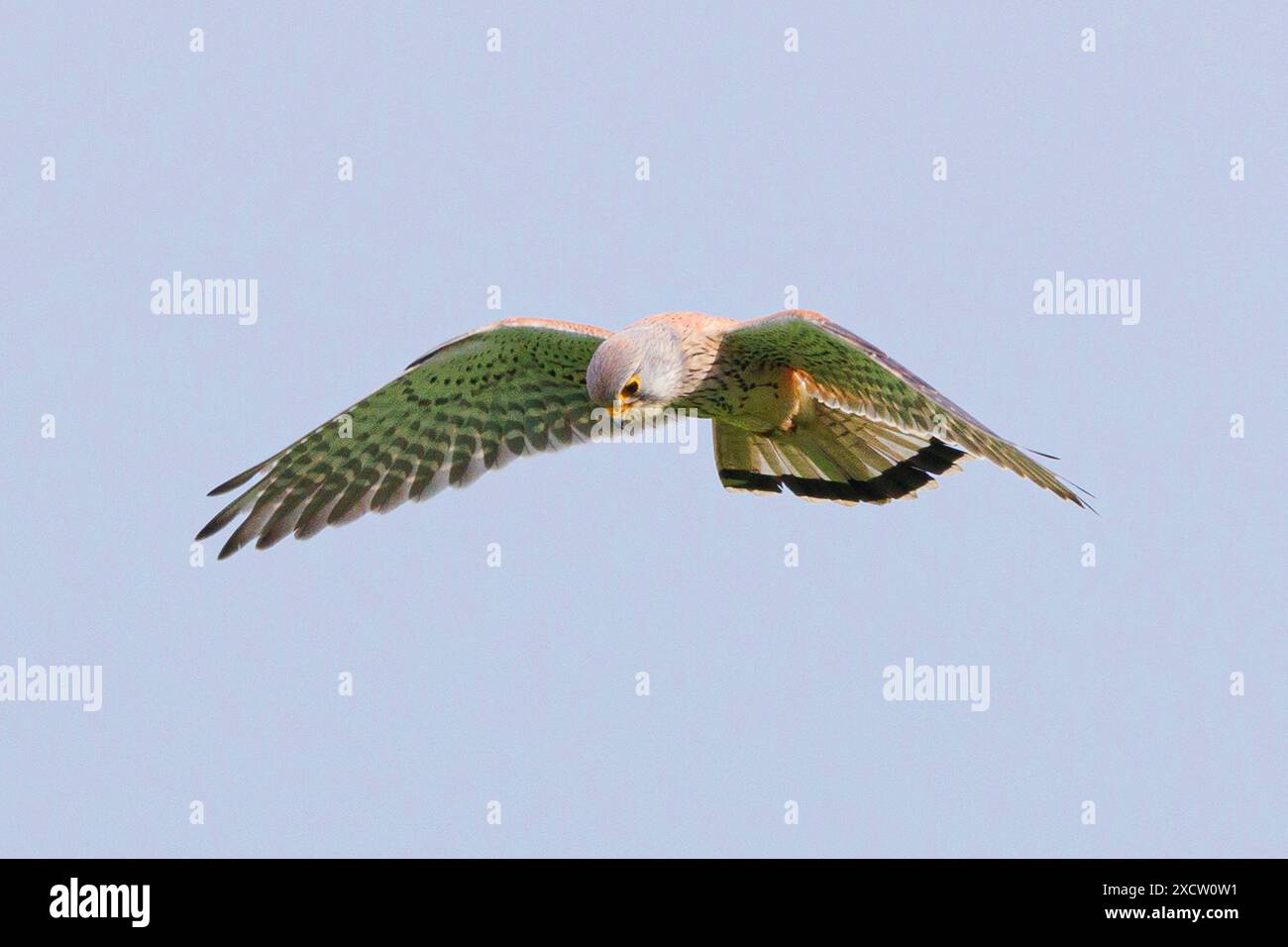Cestrel européen, Cestrel eurasien, Cestrel de l'ancien monde, Cestrel commun (Falco tinnunculus), mâle planant, Allemagne, Bavière Banque D'Images
