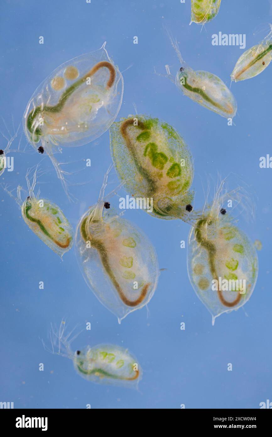 Grosse puce d'eau (cf. Daphnia magna), à plusieurs stades de développement différents, colonisée par des algues Banque D'Images