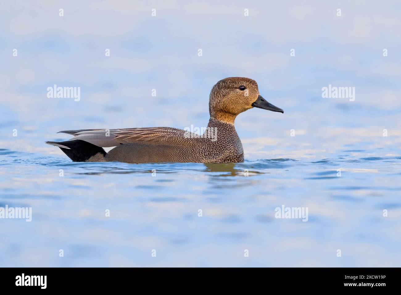 Gadwall (Anas strepera, Mareca strepera), natation drake, vue latérale, Italie, Toscane Banque D'Images