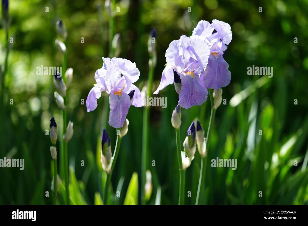 Iris à barbe violet clair Banque D'Images