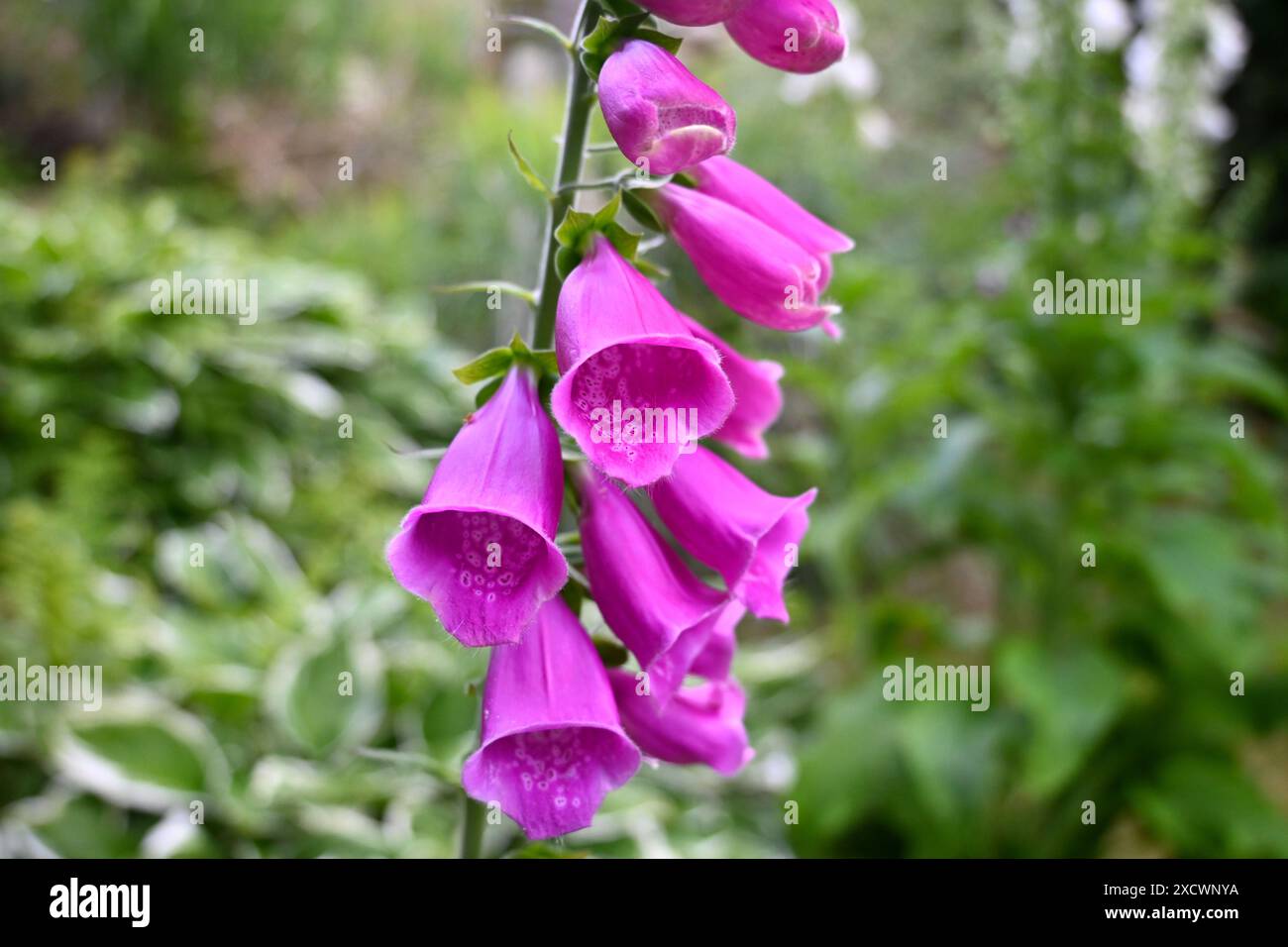 Fleur violette Foxglove Close Up (Digitalis) – pays de Galles, Royaume-Uni Banque D'Images