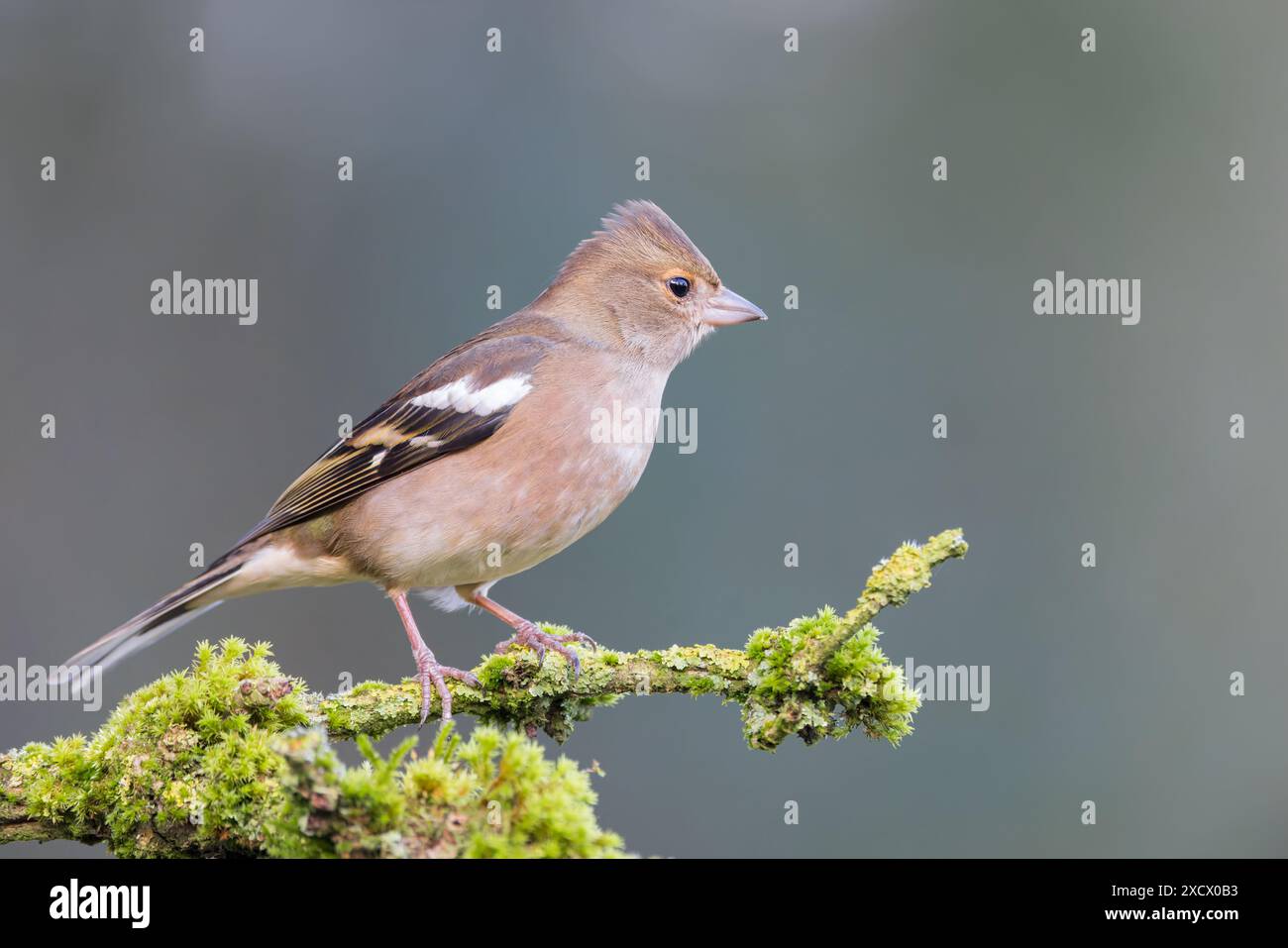 Chaffinch eurasien [ Fringilla coelebs ] oiseau femelle sur bâton de mousse Banque D'Images