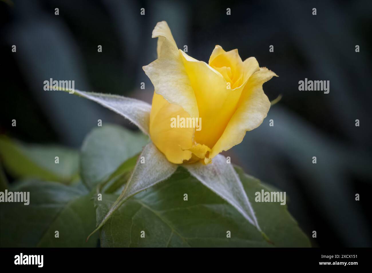 Vue rapprochée d'un bouton de rose jaune sur une tige avec le fond flou. Faible profondeur de champ. Banque D'Images