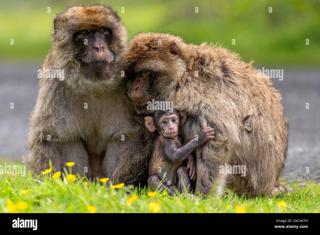 Hayley, un bébé macaque né le 13 mai au Blair Drummond Safari and Adventure Park, près de Stirling, avec son père Phil et sa mère Orcus. Date de la photo : mardi 18 juin 2024. Banque D'Images