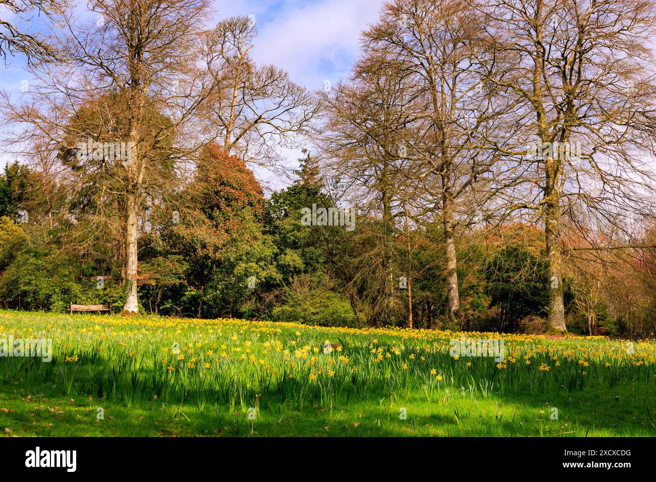 Un tapis de jonquilles printanières colorées dans les bois à Knightshayes court House and Gardens, NR Tiverton, Devon, Angleterre, Royaume-Uni Banque D'Images