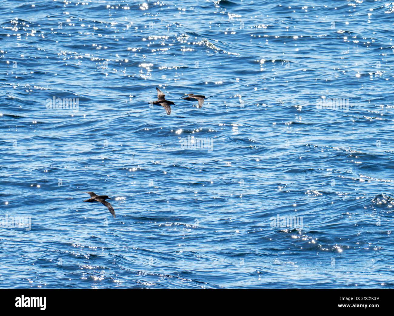 Manx Shearwater, Puffinus Puffinus du ferry d'oban aux hébrides extérieures, Écosse, Royaume-Uni. Banque D'Images