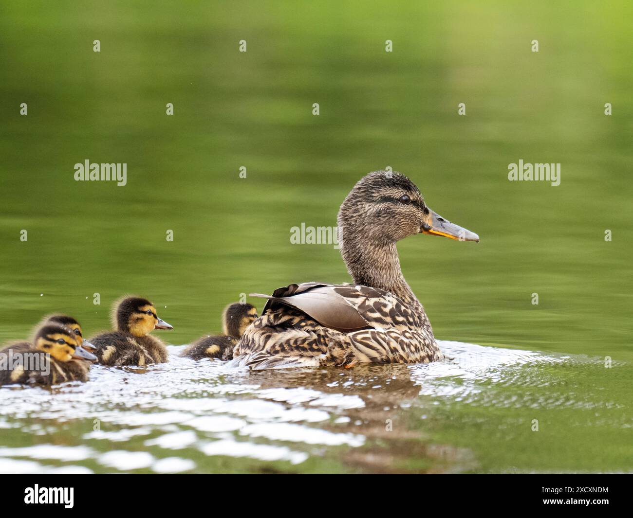 Une femelle canard, Anas platyrhynchos avec une couvée de canetons sur la rivière Rothay à Ambleside, Lake District, Royaume-Uni. Banque D'Images