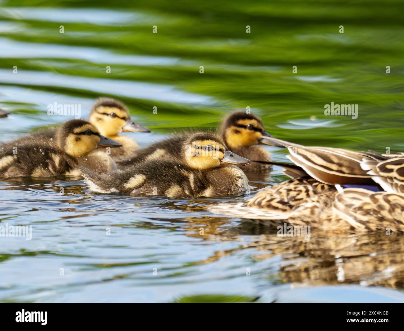 Une femelle canard, Anas platyrhynchos avec une couvée de canetons sur la rivière Rothay à Ambleside, Lake District, Royaume-Uni. Banque D'Images