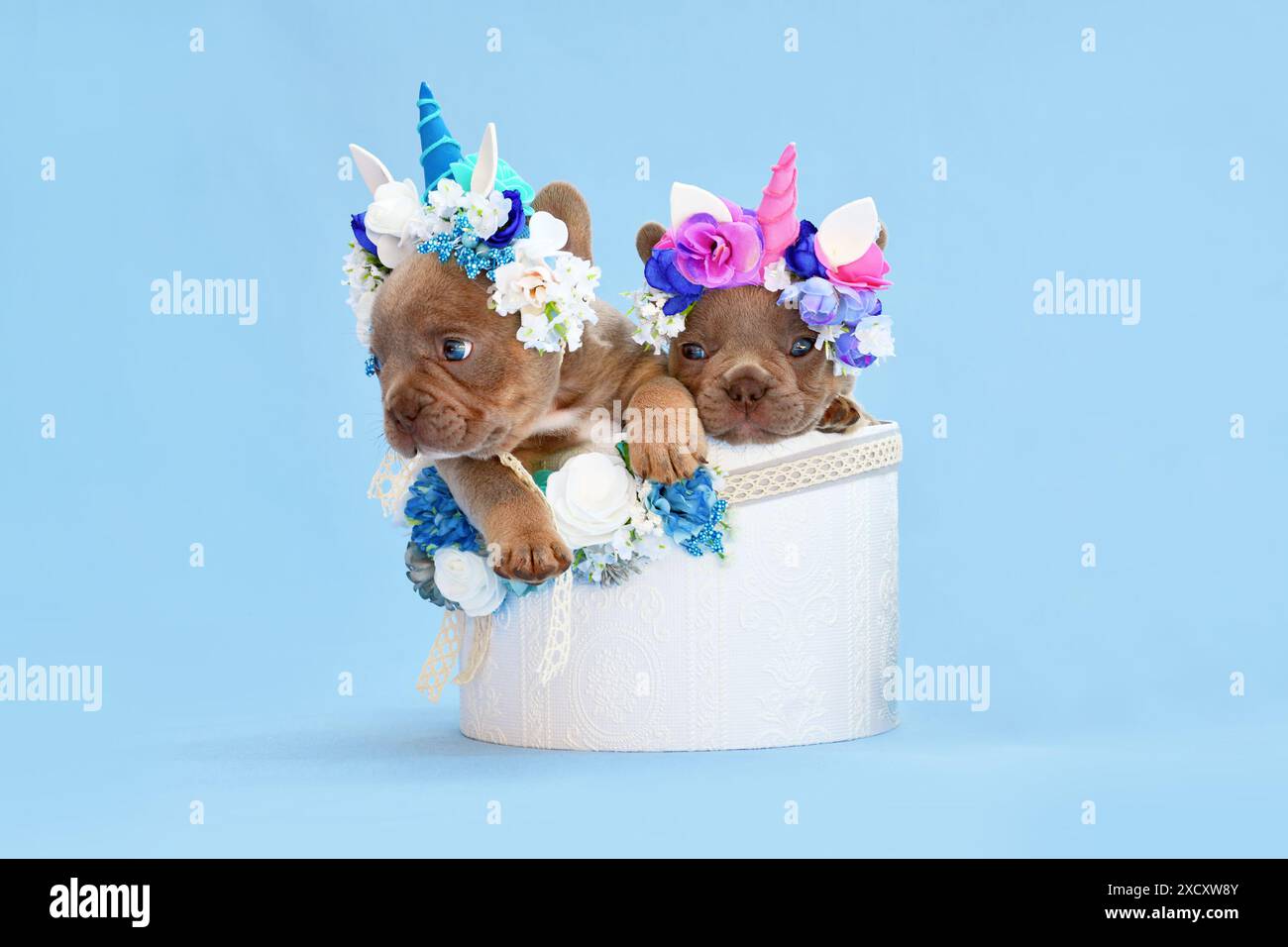 Paire de chiots de chien bouledogue français avec bandeaux de licorne avec des cornes jetant un coup d'œil hors de la boîte avec des fleurs sur fond bleu Banque D'Images